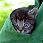 Istruzione di un gattino