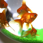 Parassiti dell'acquario: come affrontarli?