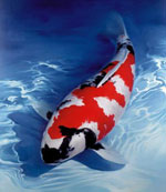 Koi carpa giapponese