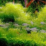 Muschio giavanese nel tuo acquario Muschio giavanese nel tuo acquario