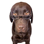 Il linguaggio dei cani: come capire un animale domestico? Il linguaggio dei cani: come capire un animale domestico?