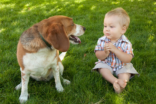 Il linguaggio dei cani: come capire un animale domestico?