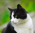 Perché i gatti mangiano erba? Perché i gatti mangiano erba?