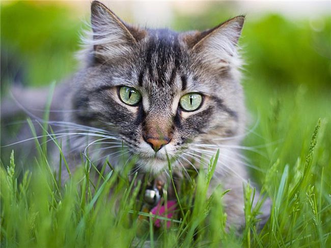 Perché i gatti mangiano erba?