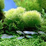 L'acquario è verde. Cosa dovrei fare?
