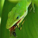 Alimenti per animali da compagnia