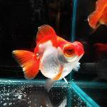 telescopio Goldfish telescopio Goldfish