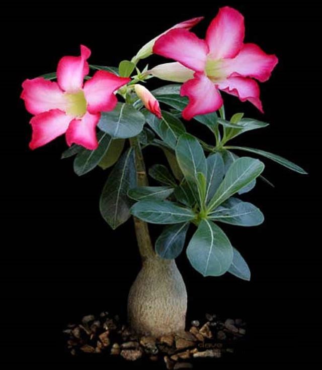 Cura per adenium