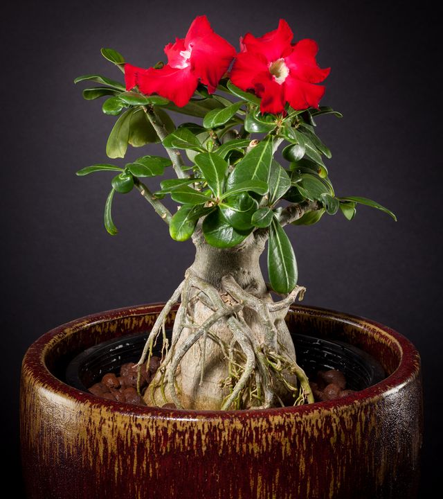 Cura per adenium