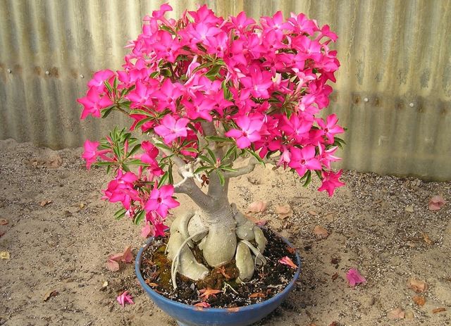 Cura per adenium