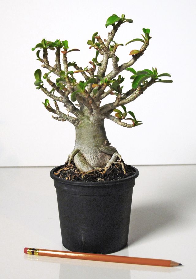 Cura per adenium