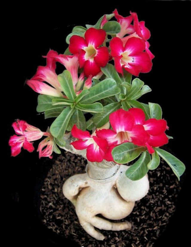 Cura per adenium