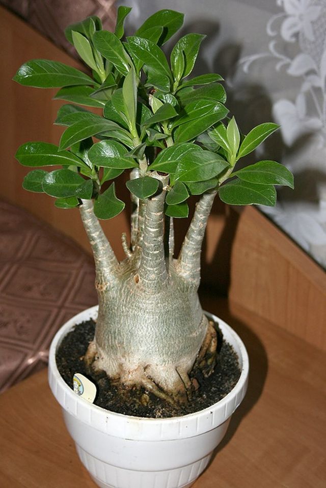 Cura per adenium