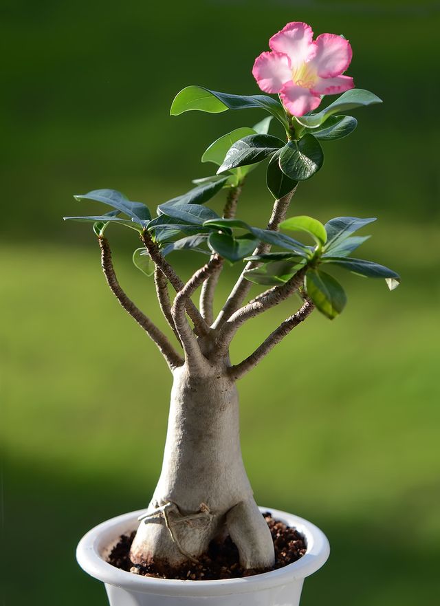 Adenium: assistenza domiciliare (foto, video). Come prendersi cura di un fiore adenium