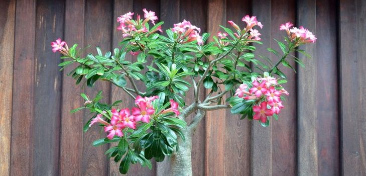 Cura per adenium
