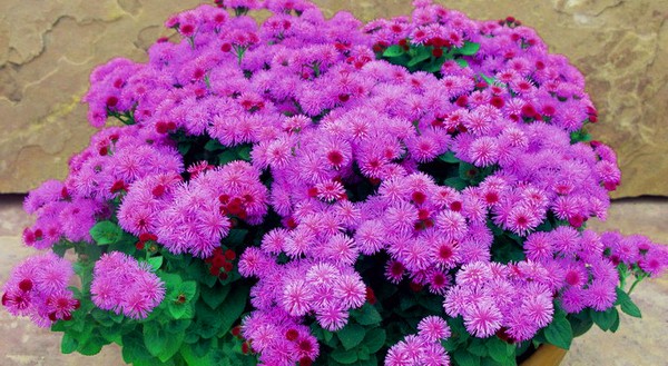 Ageratum: impianto e cura. Varietà popolari