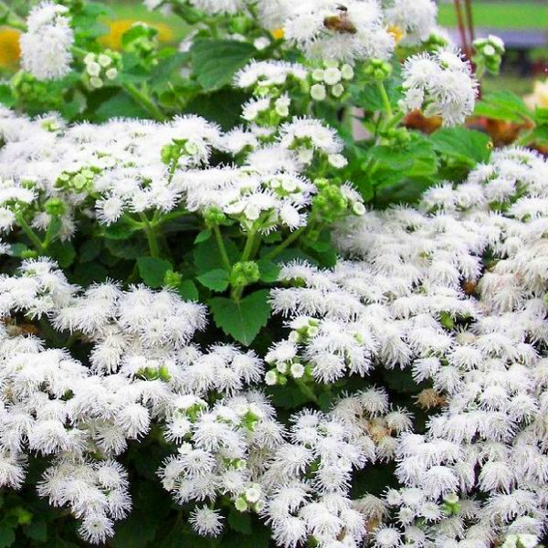 Ageratum: impianto e cura. Varietà popolari