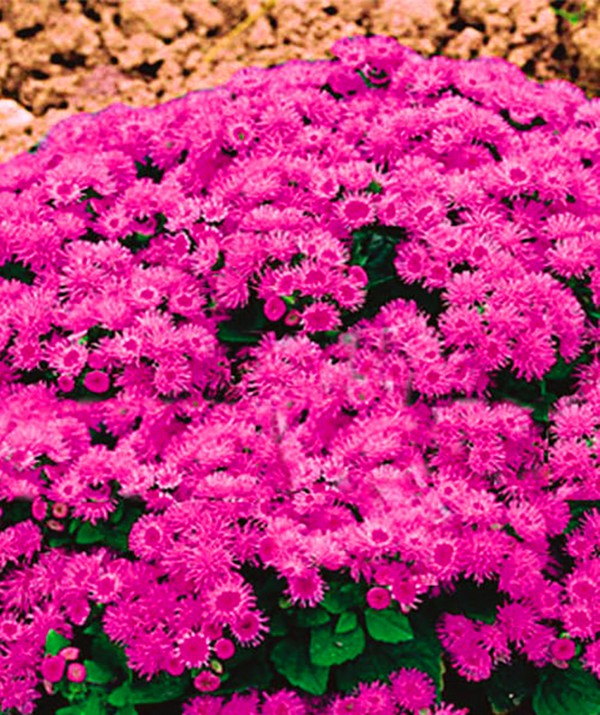 Ageratum: impianto e cura. Varietà popolari