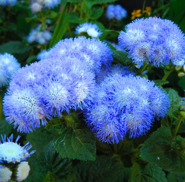 Ageratum: impianto e cura. Varietà popolari