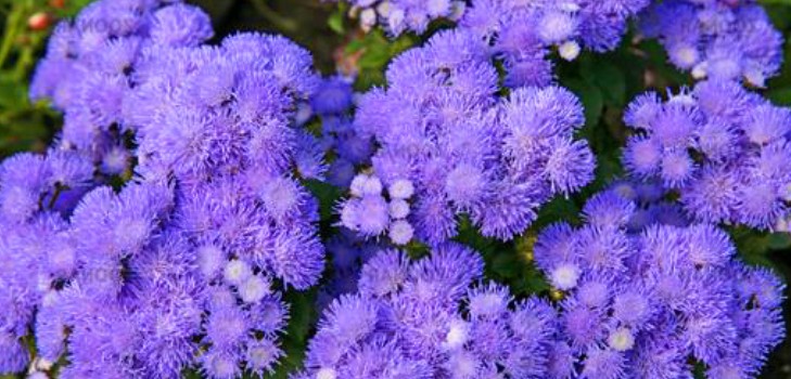 Ageratum: impianto e cura. Varietà popolari