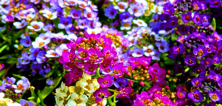 Alyssum: semina e cura, foto delle migliori varietà