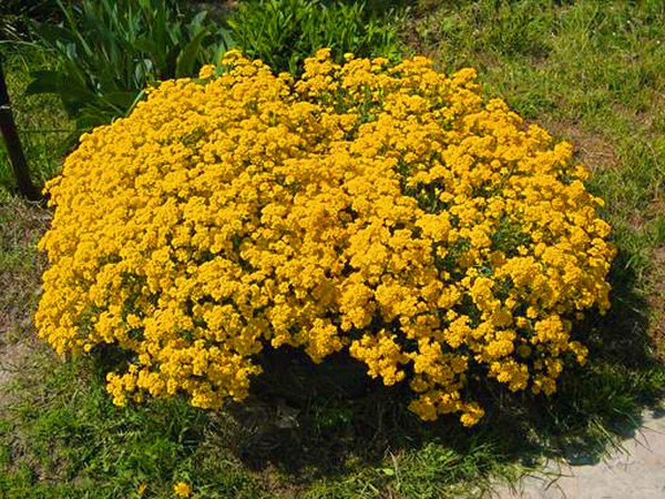 Alyssum: semina e cura, foto delle migliori varietà