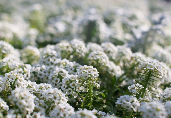 Alyssum: semina e cura, foto delle migliori varietà