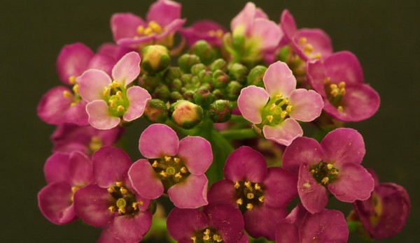 Alyssum: semina e cura, foto delle migliori varietà