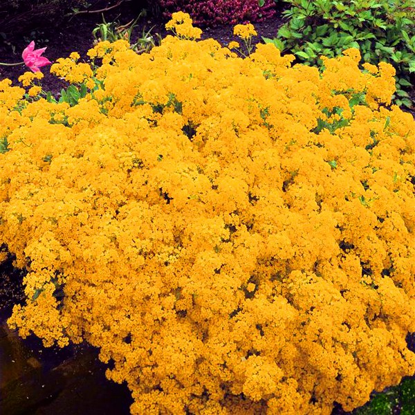 Alyssum: semina e cura, foto delle migliori varietà