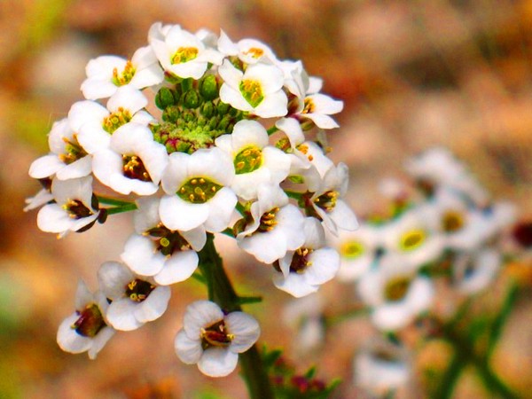 Alyssum: semina e cura, foto delle migliori varietà