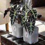 Alocasia e la cura per lei Alocasia e la cura per lei