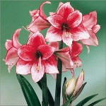 Amaryllis e hippeastrum: fratelli gemelli Amaryllis e hippeastrum: fratelli gemelli