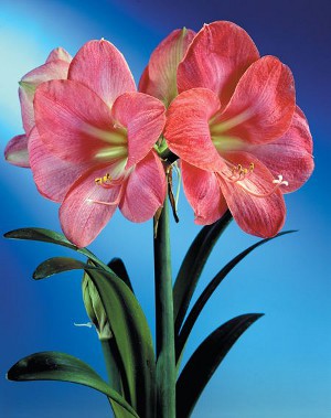 Amaryllis e hippeastrum: fratelli gemelli