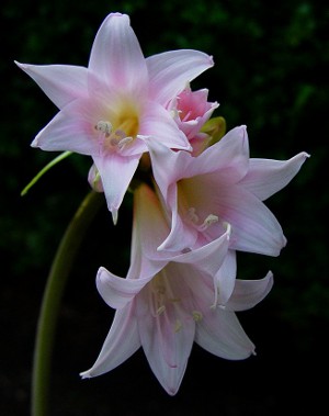 Amaryllis e hippeastrum: fratelli gemelli Amaryllis e hippeastrum: fratelli gemelli