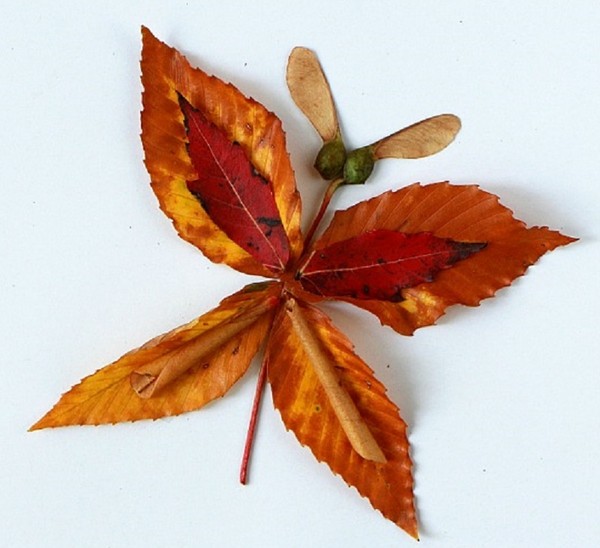 Applique da foglie d'autunno per scuola materna e 1-2 lezioni di scuola, lezioni master con foto e video
