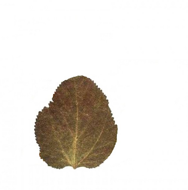 Applique da foglie d'autunno per scuola materna e 1-2 lezioni di scuola, lezioni master con foto e video