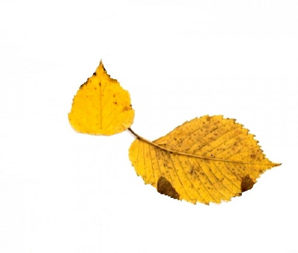 Applique da foglie d'autunno per scuola materna e 1-2 lezioni di scuola, lezioni master con foto e video