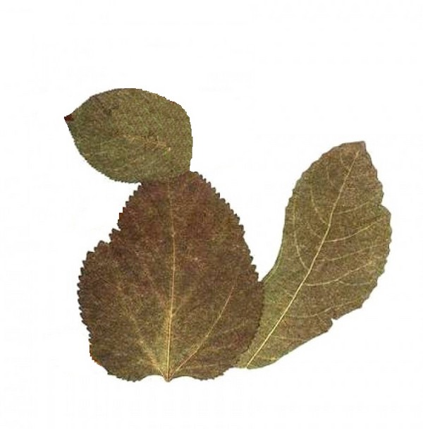 Applique da foglie d'autunno per scuola materna e 1-2 lezioni di scuola, lezioni master con foto e video