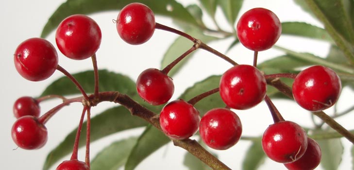 Ardisia: cura e foto