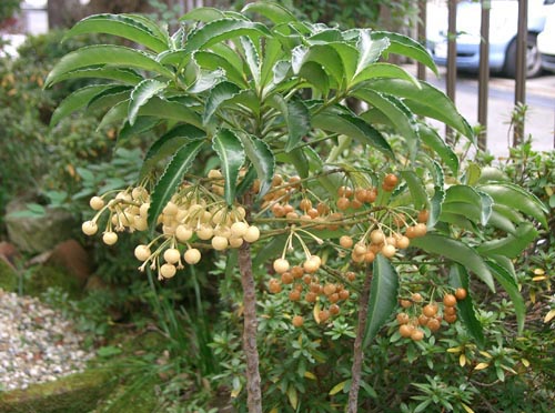 Ardisia - la specie più famosa
