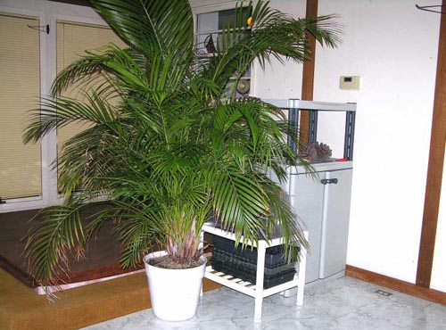 Areca. Assistenza domiciliare