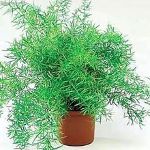 Asparagi: cura e riproduzione Asparagi: cura e riproduzione