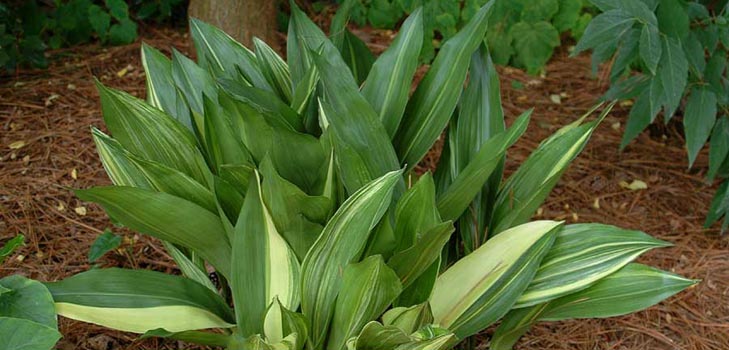 Aspidistra: cura a casa, fioritura, foto