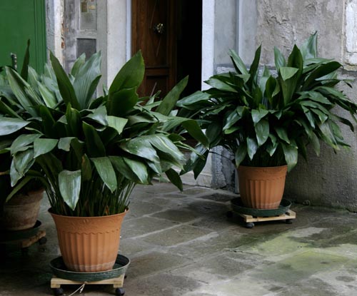 Aspidistra: specie e varietà