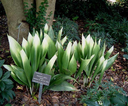 Aspidistra: assistenza domiciliare