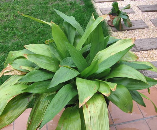 Aspidistra: foto e cura a casa