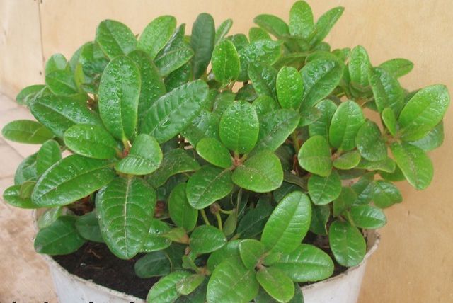 Cura per azalea