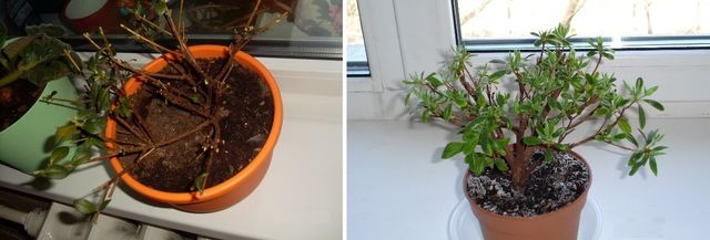 Cura per azalea