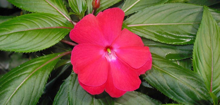 Giardino di balsamo: coltivazione