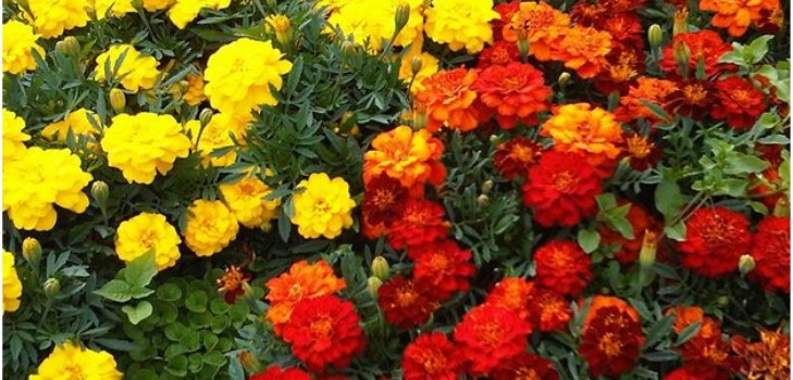 fiori margherite